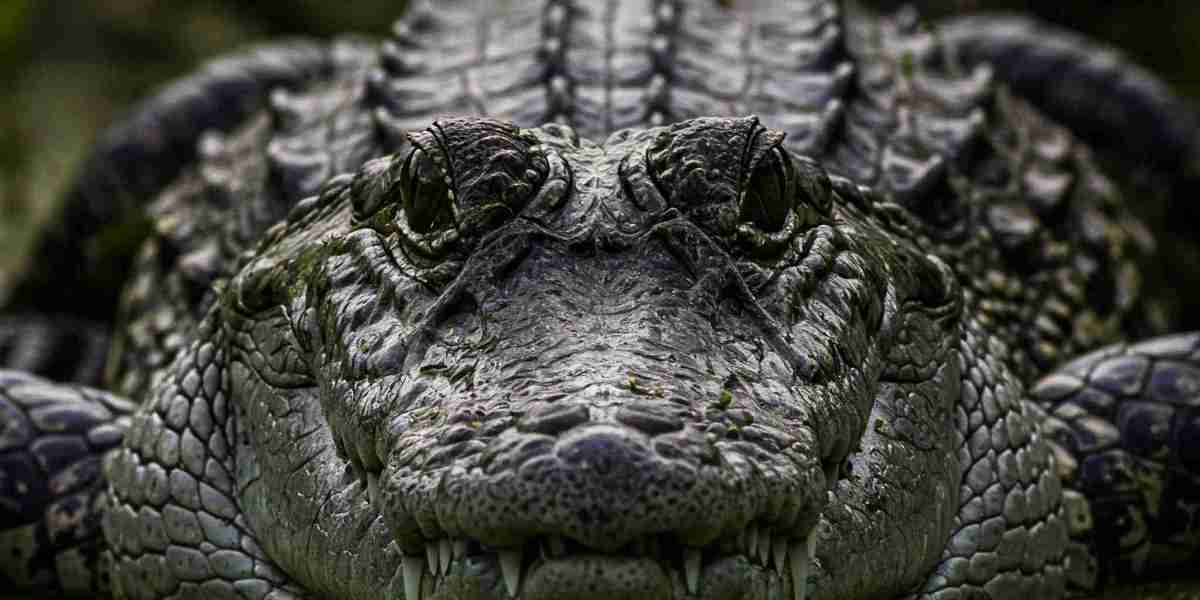 Senyum Sang Predator: Fakta Seru Tentang Buaya yang Jarang Kamu Tahu
